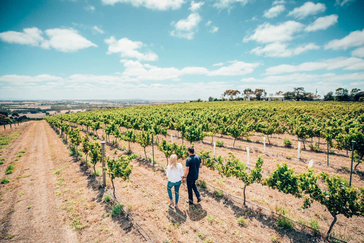 Couple walking through vineyards on a sunny day.