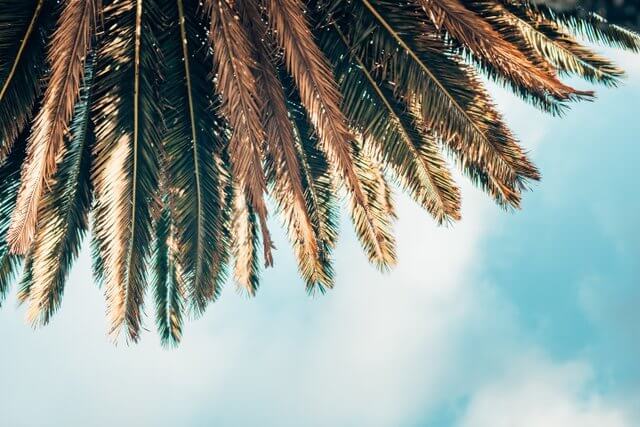 Photo of palm fronds and blue sky looking up from the base of a palm tree.